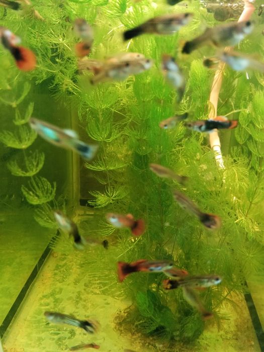 Аквариумные рыбки