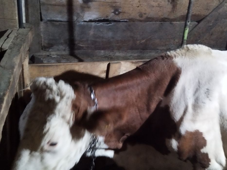 Vacă de vînzare bălțată