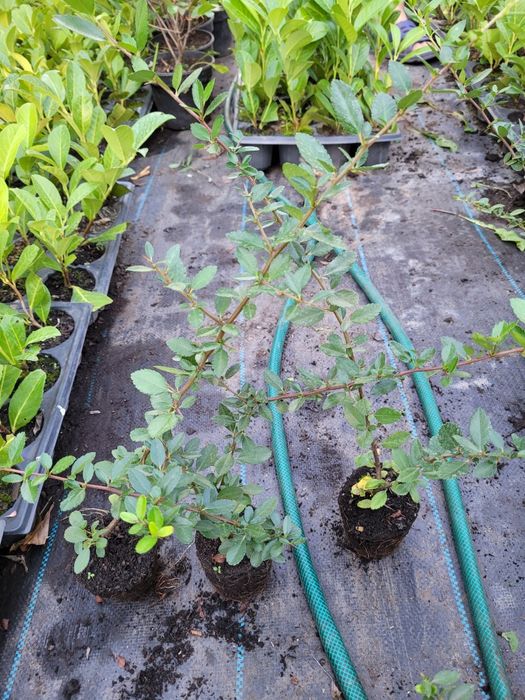 Pyracantha Red Column (Catina ornamentala)