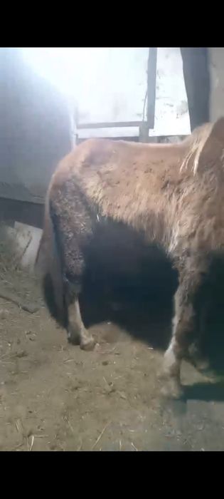 Продам кабылу три года