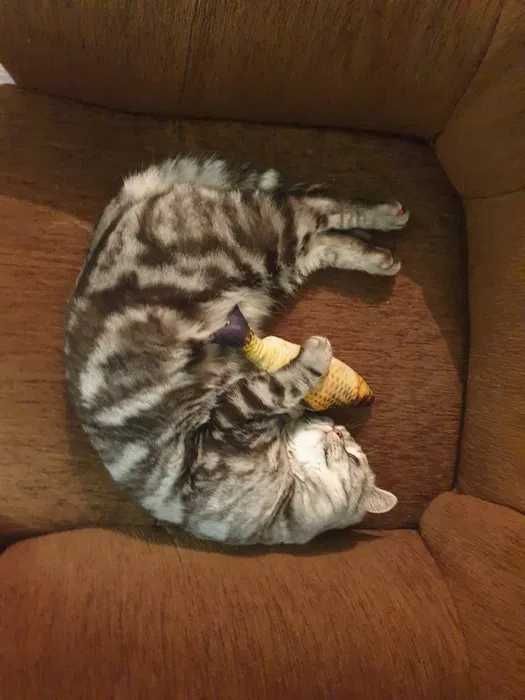 Котик британец 1 год