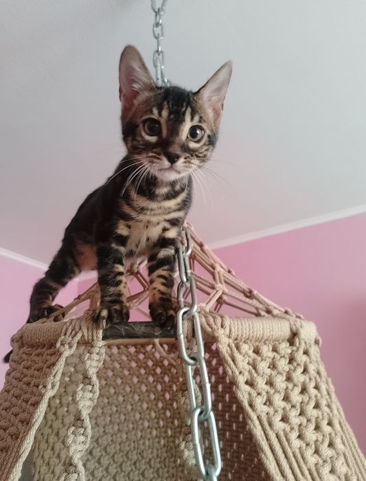 Бенгальские котята