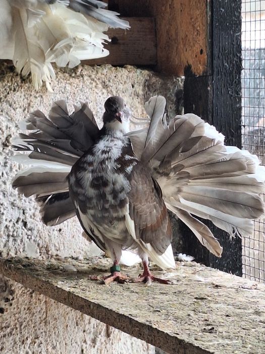 Porumbei rotați/voltați/curcani