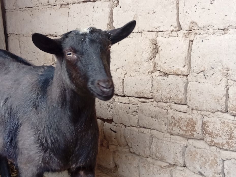 Алпиниски шыбыш сатылады