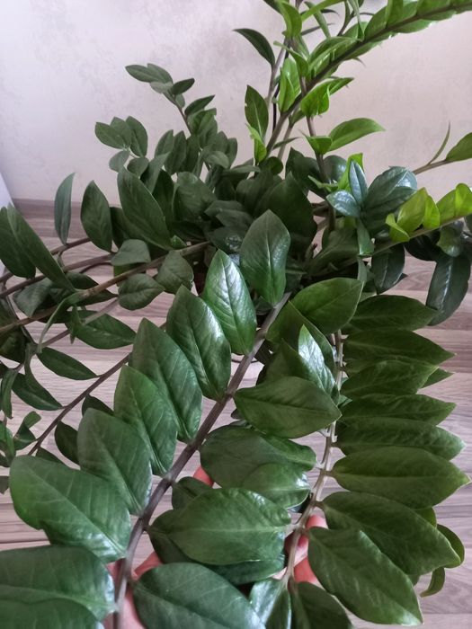 Продам замиакулькас (долларовое дерево)