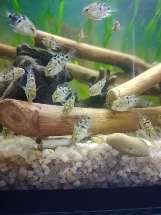 Сапфировый попугай