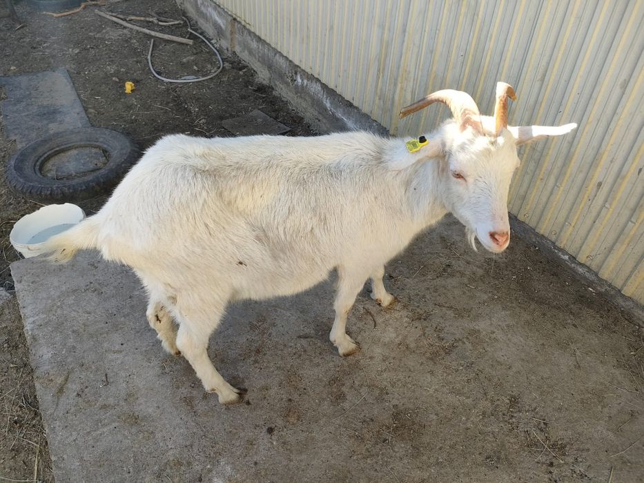 Продам мелкий рогатый скот