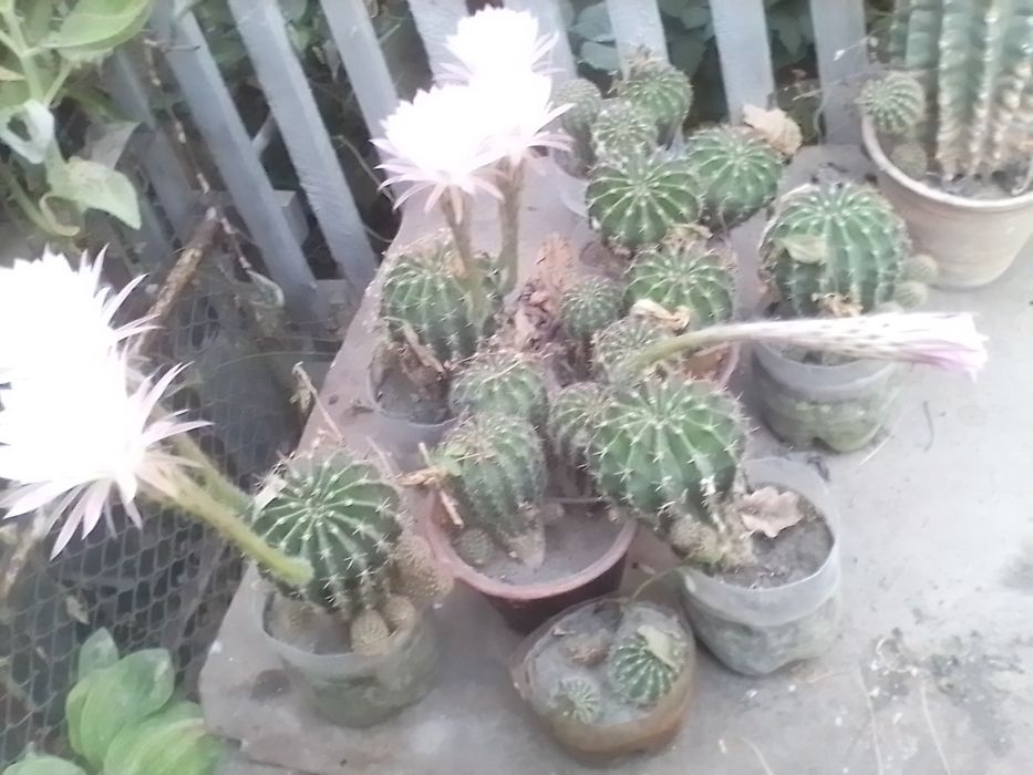 Продам кактусы несколько