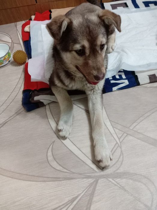 Отдам в добрые руки