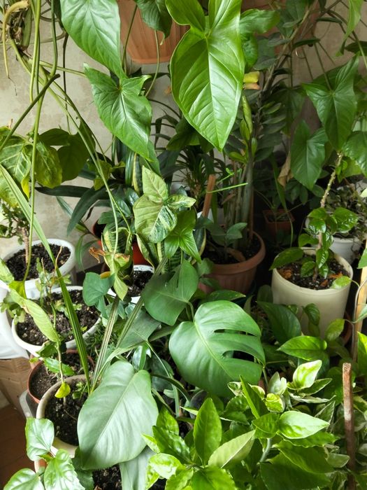 Продам разные цветы