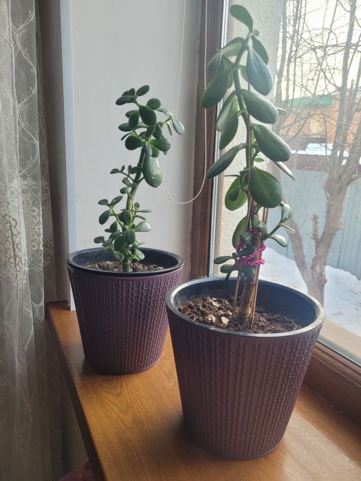 Комнатные цветы, денежные дерево