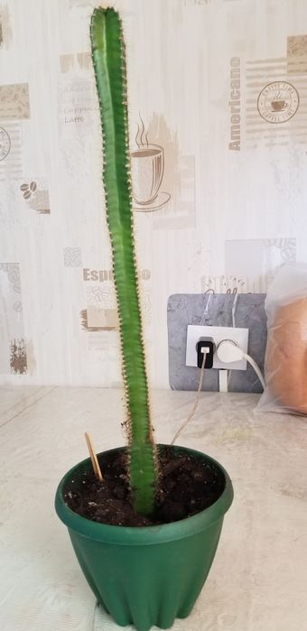 Продам  комнатные растения