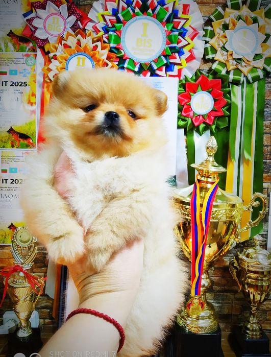 Щенки померанского шпица