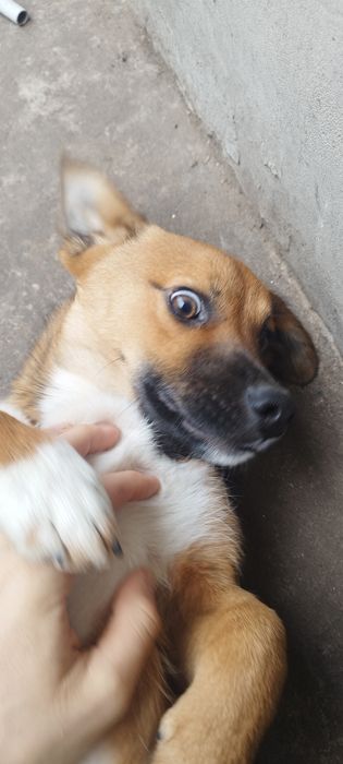 Pui de câine spre adoptie