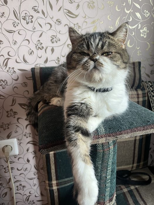 Кошка ищет жениха