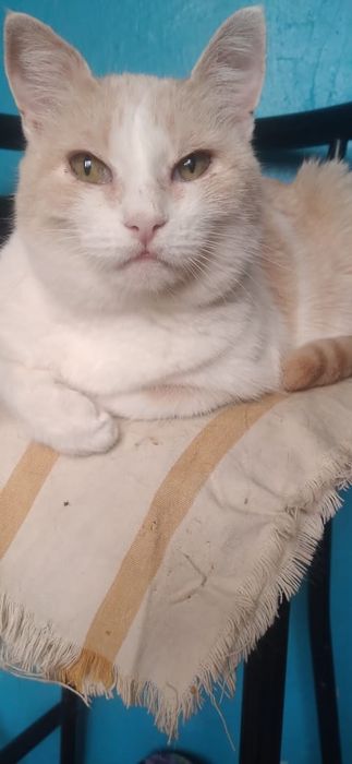 Стерилизованная кошка