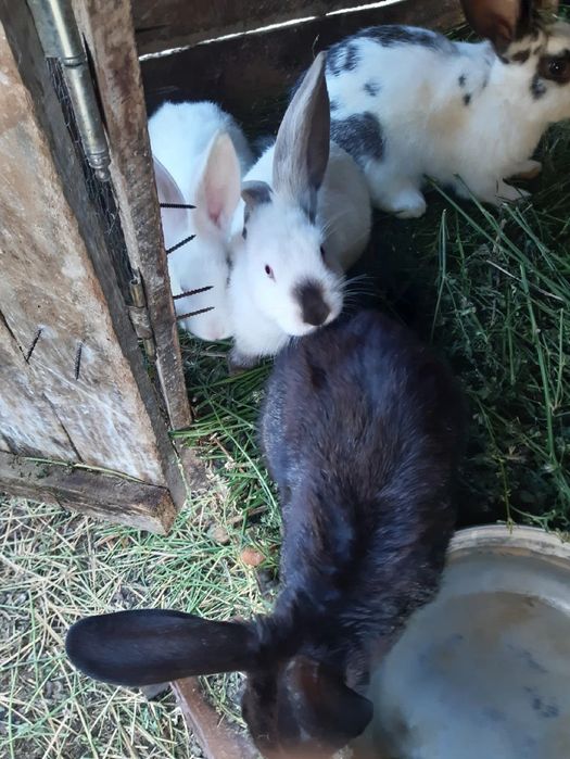 Vând iepuri masculi și femele