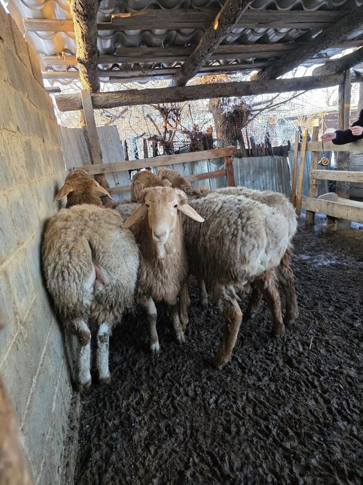 Гиссар козы кошкарлар