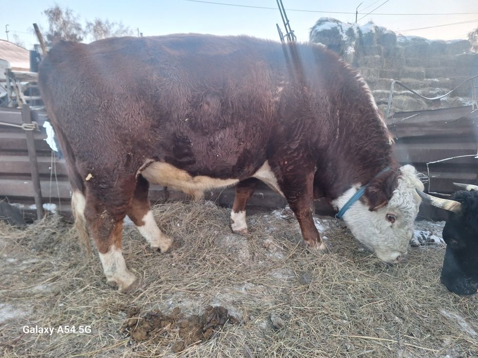 Продам быка белоголового