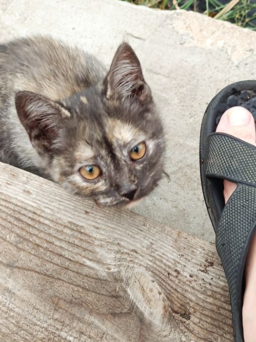 Котенок в добрые руки