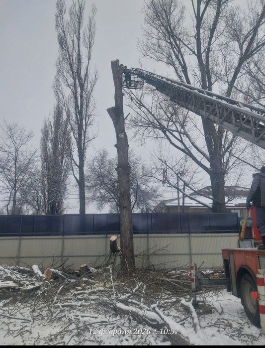 Профессиональный спил деревьев