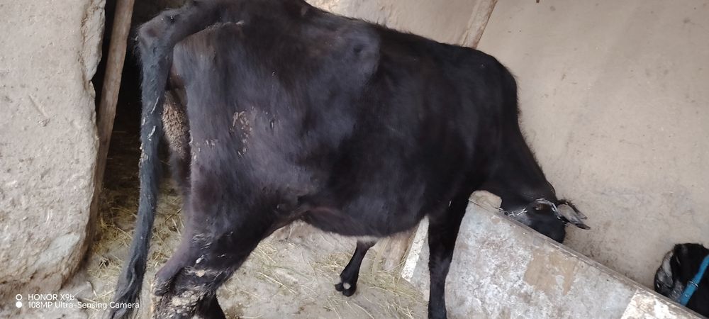 Mok sotiladi yaxshi mollar