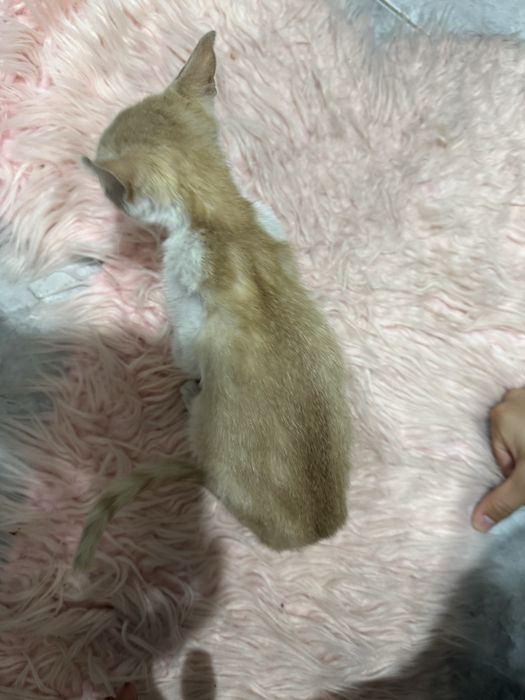 котенок домашний