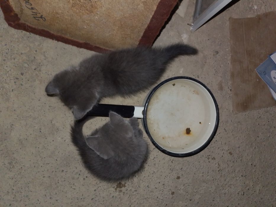 4 кошку отдам даром