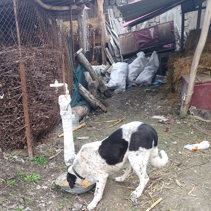 Ит сотилади  парода