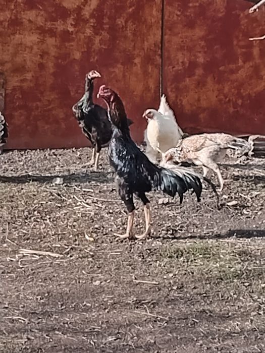 Продам  петуха бойцовый или обмен га домашних кур