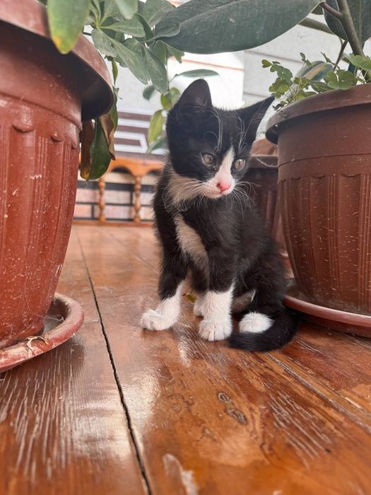 Кошки, отдам в добрые руки