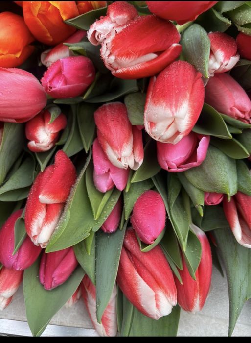 Тюльпаны с луковицей