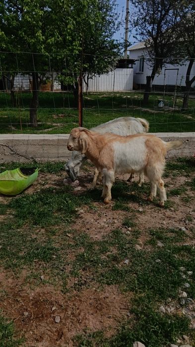 Козы Байтал асыл тукым