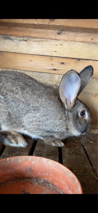 Cauta casa noua jud cluj