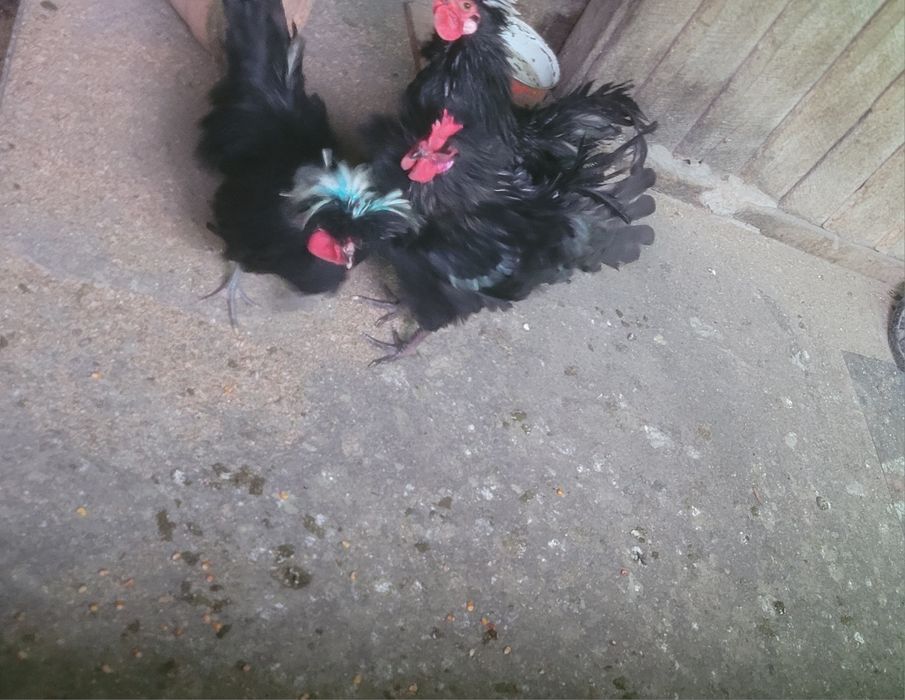 Cocosei frizati  2025