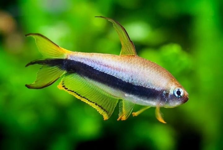 Тетра королевская