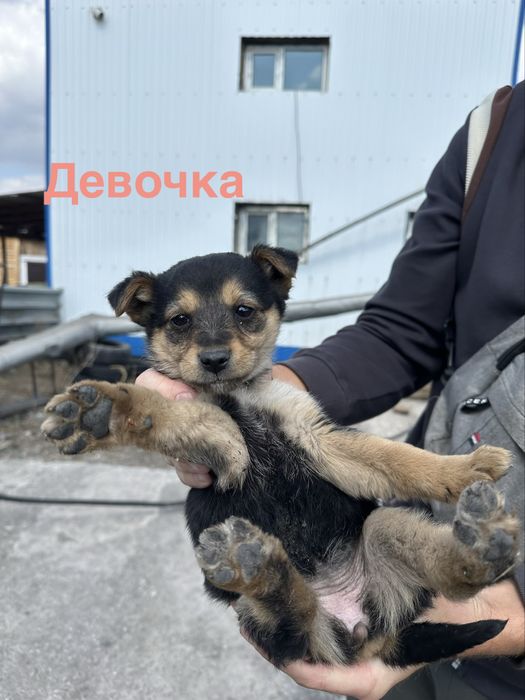 Отдаем щенков БЕСПЛАТНО