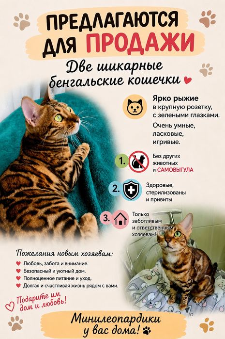 Бенгалы для семьи