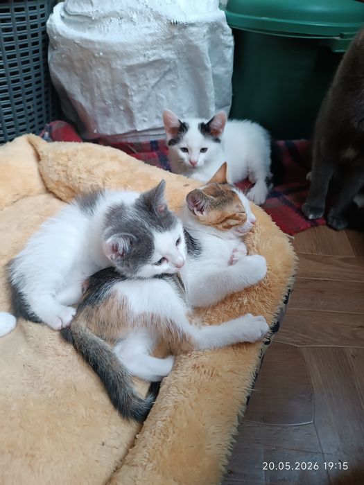 Котета търсят семейство