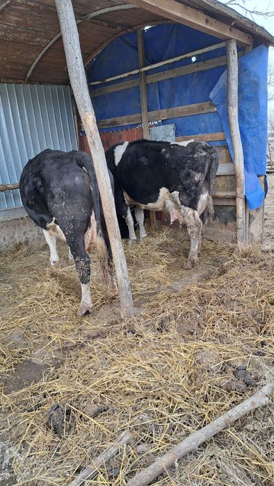 Vaci de vânzare, bucesti