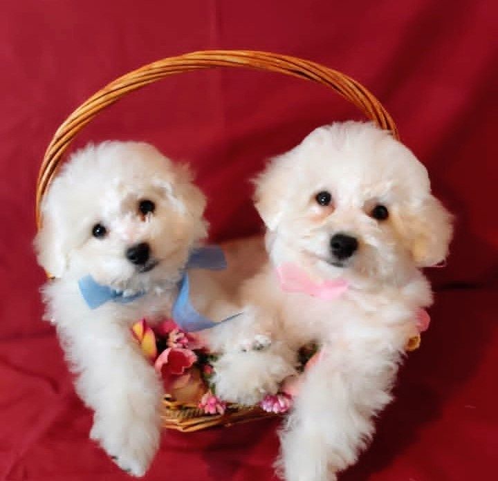 Продажа  Бишон фризе