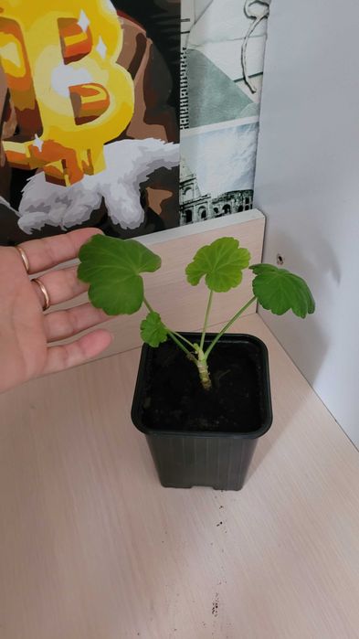 Продам цветы домашние