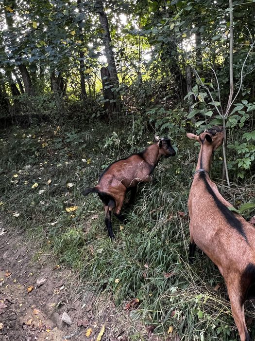 Țap alpin francez 2025