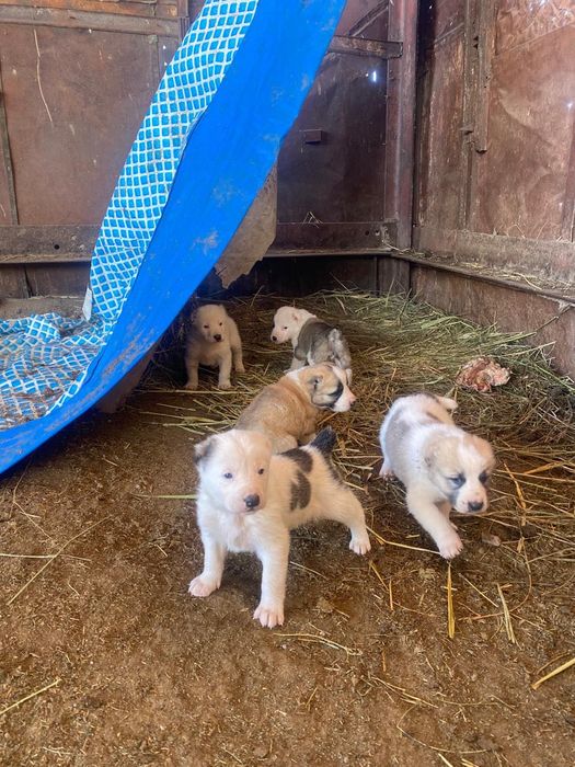 Прямые линий АЮ БУШ АЛАПАР