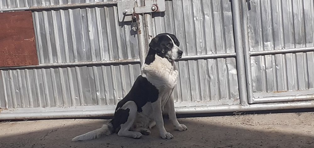 Отдам алабайку девочку потеряшка