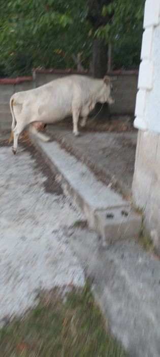 продавам бременна крава