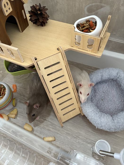 Продам крыс с клеткой