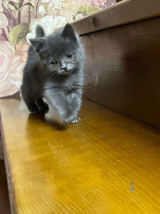 Отдадим кошечку в добрые руки