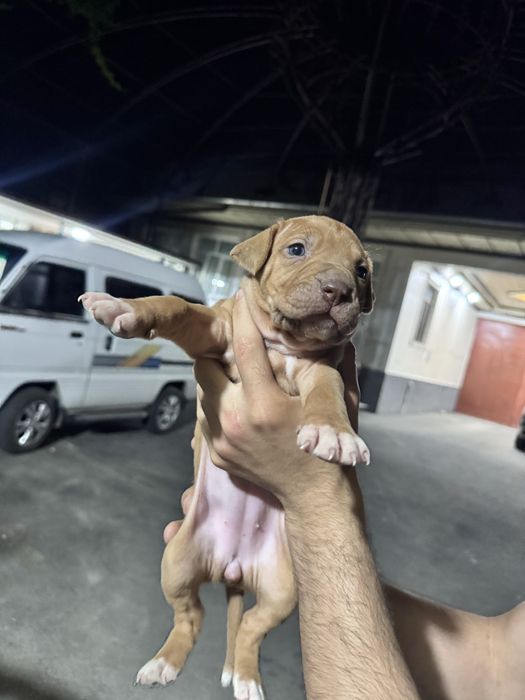 Pitbull bolalari