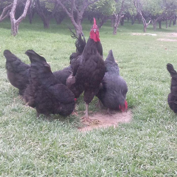 Qora shaxzoda tuxumlari sotiladi